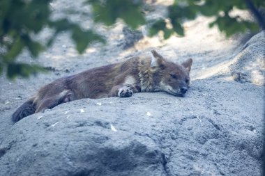 Dhole, Cuon Alpinus, nesli tükenmekte olan yaklaşık 1.000 ila 2.200 hayvana sahip bir tür.