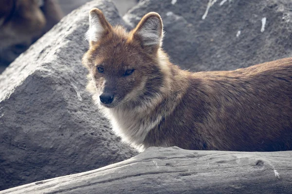 Dhole Cuon Alpinus Est Une Espèce Voie Disparition Environ 1000 — Photo