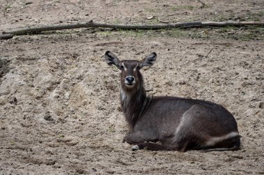 Waterbuck, Kobus, ellipsiprymnus, yalan söylüyor ve büyük balık etrafa bakıyor.