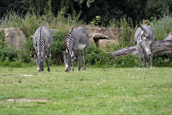 Zebra Grevy Equus Grevyi Pascolano Sempre Nelle Mandrie Code Dell — Foto Stock