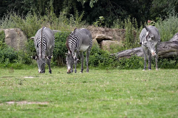 GrevyのZebra Equus Grevyiは常に牧草地で放牧されています 虫の尾 — ストック写真