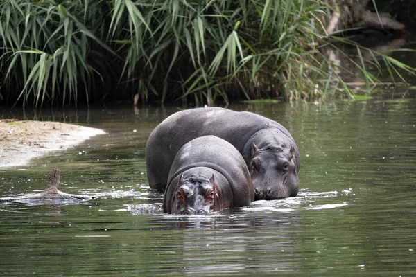 Hipopótamo Femenino Anfibio Hipopótamo Con Vestido Bebé Lago —  Fotos de Stock