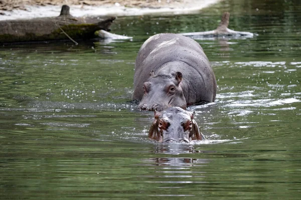 雌のカバ カバの両生類 ガウンの赤ちゃんと湖に行く — ストック写真