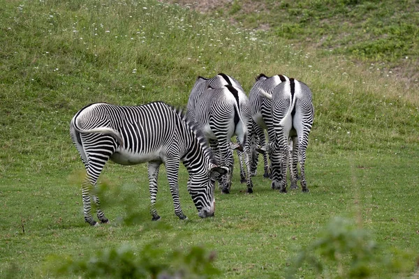 Grevy Zebra Equus Grevyi Weiden Immer Herden Die Schwänze Des — Stockfoto