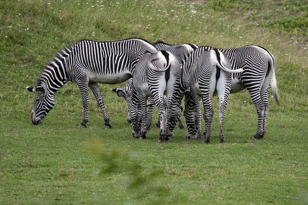 Grevy Nin Zebra Equus Grevyi Her Zaman Sürü Halinde Otlar — Stok fotoğraf