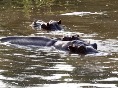 Su aygırı, su aygırı, amfibi, suda dinleniyor.