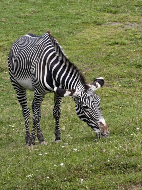 Grevy 'nin Zebra' sı, Equus Grevyi, plastik çimlerin üzerinde bel.