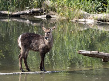 Waterbuck, Kobust e Ellipsiprymnus, bir gölette sığ sularda duruyor.