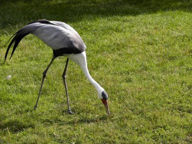 Kırbaçlanmış Turna, Bugeranus Carunculatus, çimenlerde yiyecek arıyorlar.