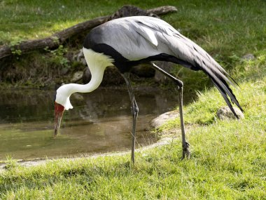 Kırbaçlanmış Turna, Bugeranus Carunculatus, çimenlerde yiyecek arıyorlar.