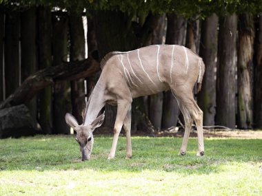 Daha az Kudu, Tragelaphus imberbis, yerde tartışmalı çimenler arıyor.
