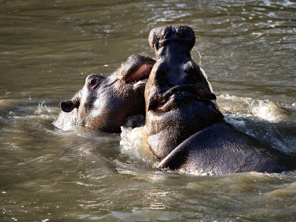 Young hippopotamus, Hippopotamus amphibius, play in water and rehearse fights