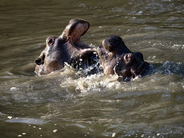 Jonge Nijlpaard Nijlpaard Amfibie Spelen Het Water Repeteren Gevechten — Stockfoto