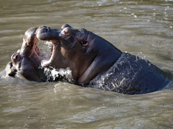 Jeune Hippopotame Hippopotame Amphibie Jouer Dans Eau Répéter Des Combats — Photo