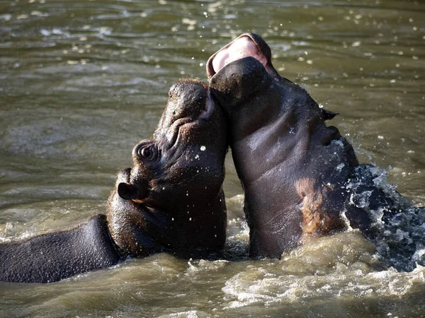 Молодий Бегемот Hippopotamus Amphibius Грає Воді Репетирує Бої — стокове фото