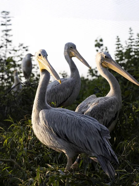 Группа Далматинских Пеликанов Pelecanus Crispus Сидящих Деревьях — стоковое фото