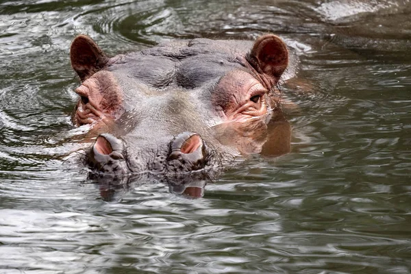 Porträt Nilpferd Nilpferd Amphibie Wasser Liegend — Stockfoto