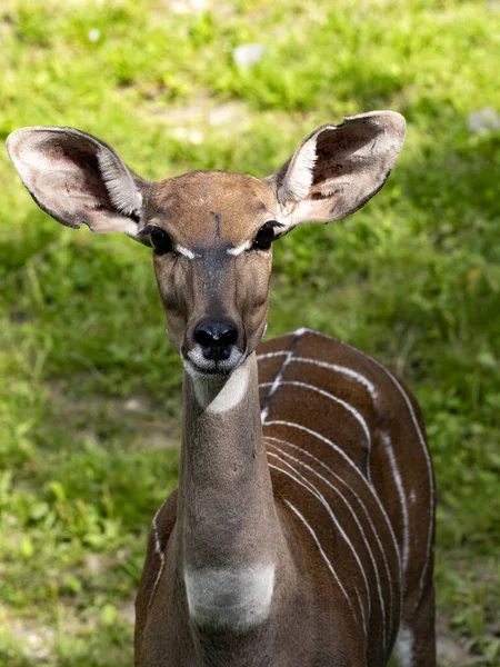 Skupiny Lesser Kudu Tragelaphus Imberbis Pozorně Sledují Okolí — Stock fotografie