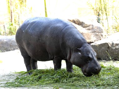 Pigme Hippopotamus, Choeropsis Liberiensis, bir yığın doğranmış ot yer.