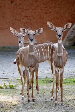 Küçük Kudu grubu, Tragelaphus Imberbis, düşen dallardan yaprakları kemiriyor.
