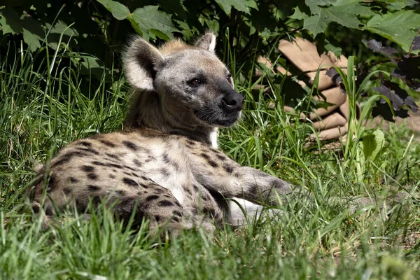 Spotted Hyena Crocuta Crocuta Lying Grass Watching Surroundings — Stock Photo, Image