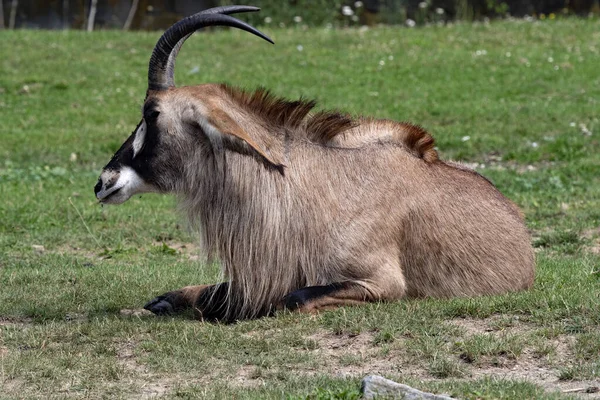Roan Antelope Hippotragus Equinus Velký Samec Odpočívající Trávě — Stock fotografie