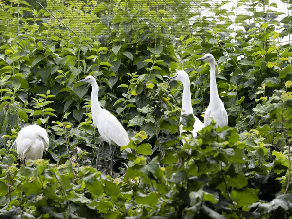 Μικρές Αποικίες Μεγάλη White Egret Άλμπουμ Egretta Έχει Φωλιές Στα — Φωτογραφία Αρχείου