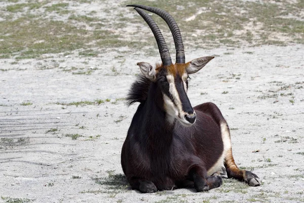 Belo Macho Sable Antelope Hippotragus Níger Encontra Chão Observa Arredores — Fotografia de Stock