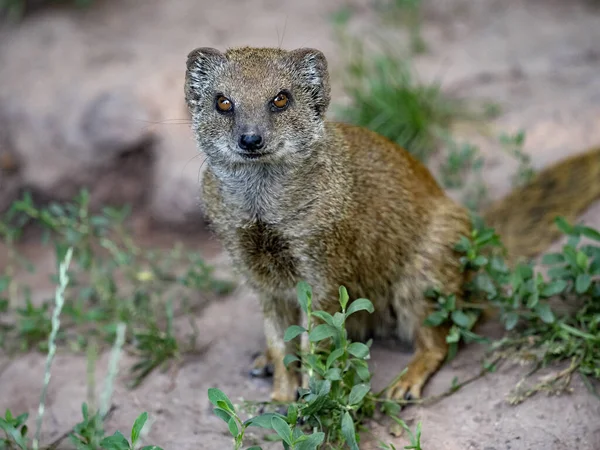 Gul Mongoose Cynictis Penicillata Sitter Vid Nora Och Tittar Omgivningen — Stockfoto