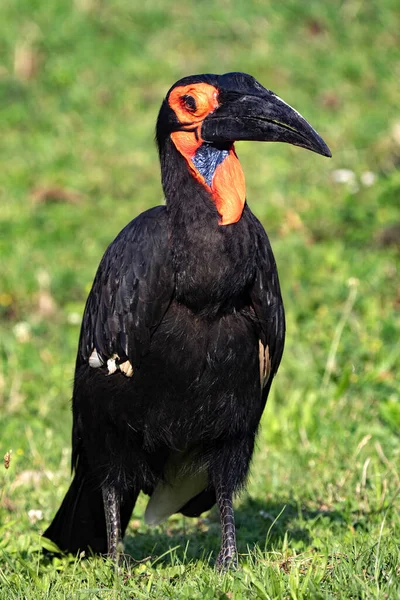 Southern Ground Hornbill Bucorvus Leadbeaters Κάθεται Στο Γρασίδι Και Ψάχνει — Φωτογραφία Αρχείου