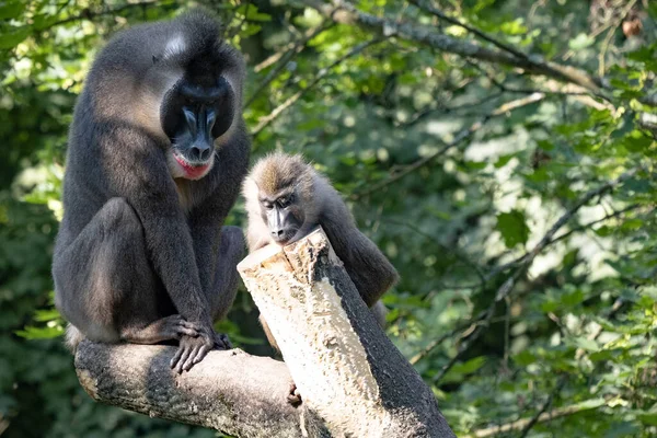 Dominint Manliga Borr Mandrillus Leukopaeus Vaktar Honan — Stockfoto