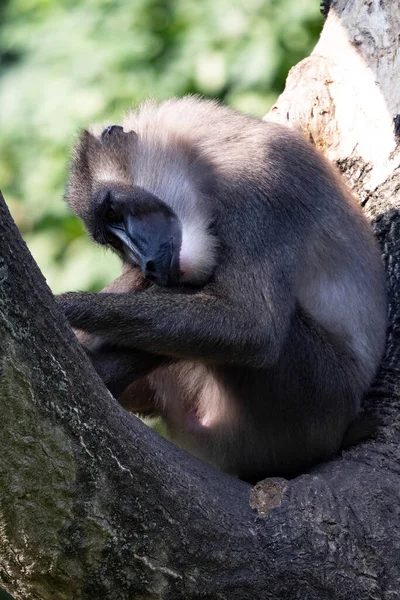 メスドリル マンドリルス ルコパエウス 部族に昼寝 — ストック写真