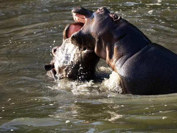 Νεαρός Ιπποπόταμος Ιπποπόταμος Αμφίβιο Παίζουν Στο Νερό Και Πρόβες Αγώνες — Φωτογραφία Αρχείου