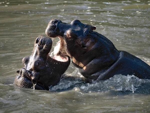 Hipopótamo Joven Anfibio Hipopótamo Jugar Agua Ensayar Peleas —  Fotos de Stock