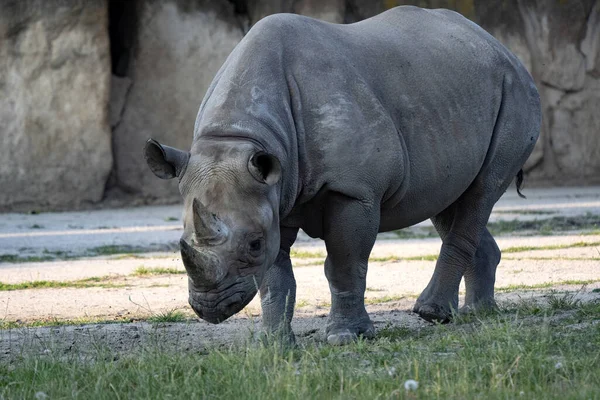 jirousek.zoo-foto.cz