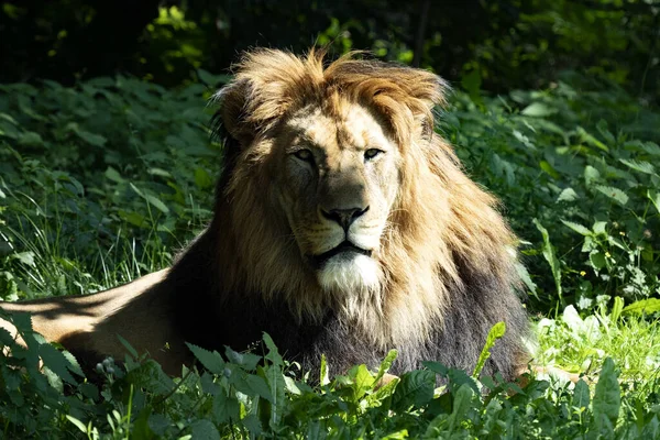 Portré Hím Egy Ritka Alfaj Oroszlán Barbary Oroszlán Panthera Leo — Stock Fotó