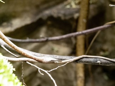Malagasy Yaprak Burunlu Yılan, Langaha Madagascariensis, bir dal üzerinde yatıyor ve av için pusuda bekliyor.