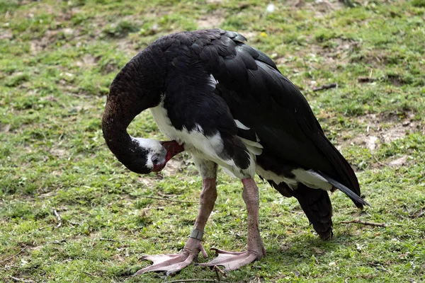 Ganso Alado Plectropterus Gambiensis Limpia Plumas —  Fotos de Stock