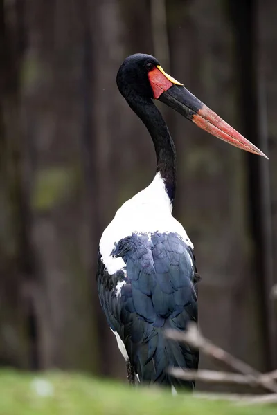 Cigüeña Pico Silla Ephippiorhynchus Senegalensis Sin Duda Cigüeña Más Hermosa —  Fotos de Stock