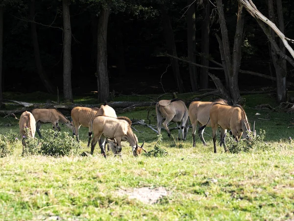Flock Eland Taurotragus Oryx Grazing Edge Forest — Stock Photo, Image