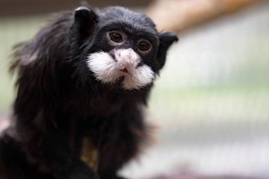 Bıyıklı Tamarin, Saguinus Mystax, bir dalda ve çevreyi gözlüyor.