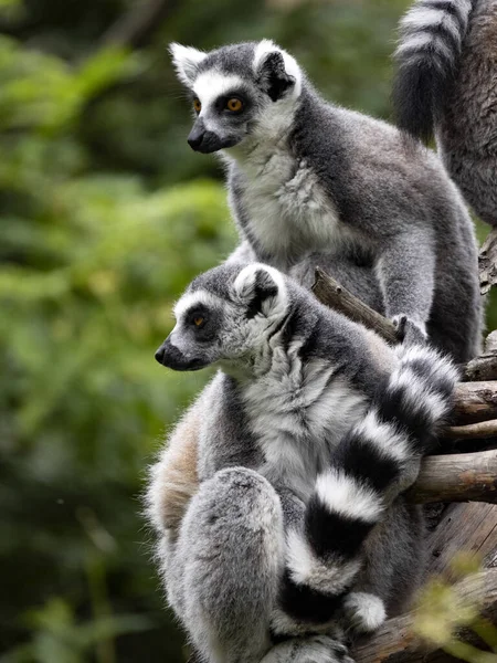 Familia Lemur Cola Anillada Lemur Catta Con Guía Polluelos Ramas — Foto de Stock