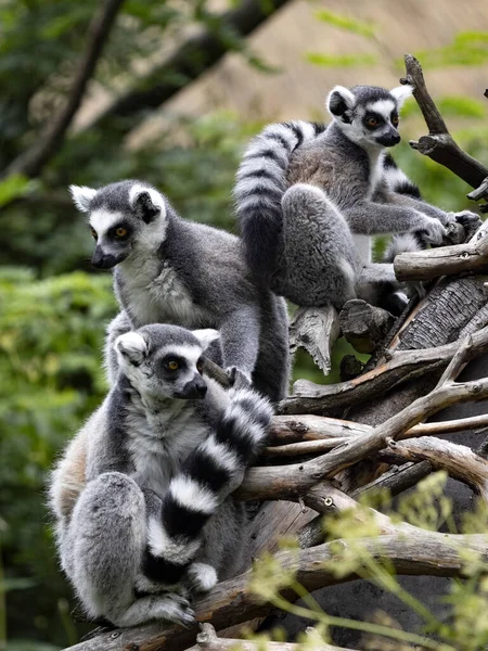 Cytrynowa Rodzina Lemur Lemur Catta Przewodnikiem Piskląt Gałęziach — Zdjęcie stockowe