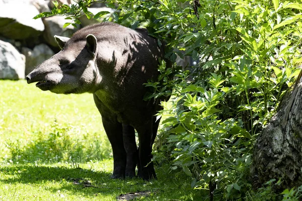 Dél Amerikai Tapir Tapirus Terrestris Bokrok Között Áll Figyeli Környéket — Stock Fotó