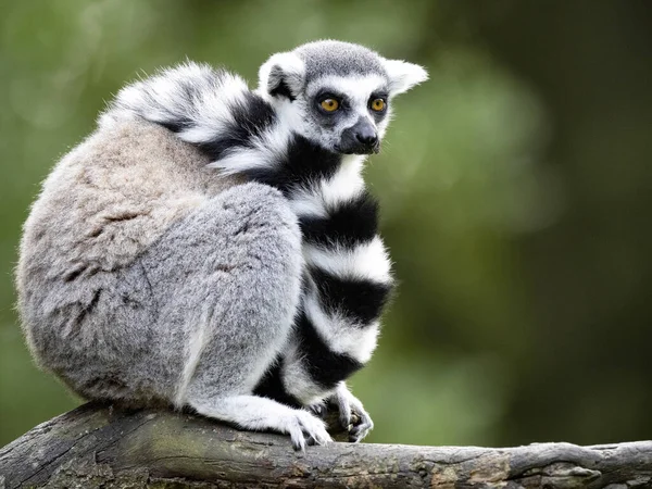 Ringschwanzmaki Lemurenkatze Sitzt Auf Einem Ast Der Schwanz Hat Sich — Stockfoto