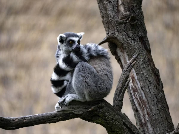 Ringschwanzmaki Lemurenkatze Sitzt Auf Einem Ast Der Schwanz Hat Sich — Stockfoto