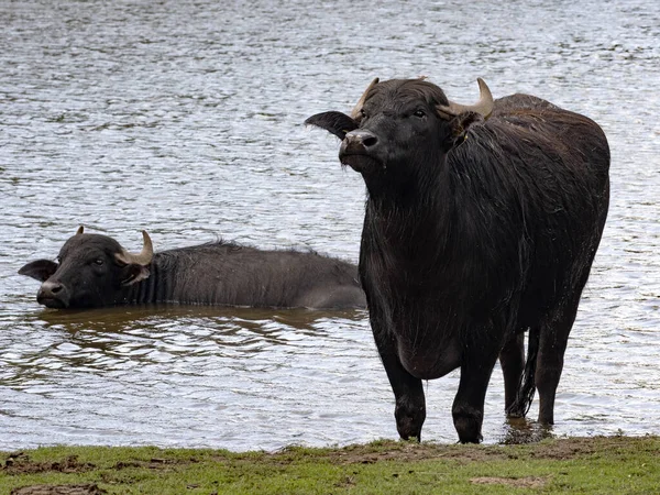 Asiatischer Büffel Bubalus Bubalis Bewegt Sich Gerne Wasser — Stockfoto