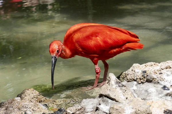 Red Ibis Eudocimus Ruber Coleta Alimentos Água — Fotografia de Stock