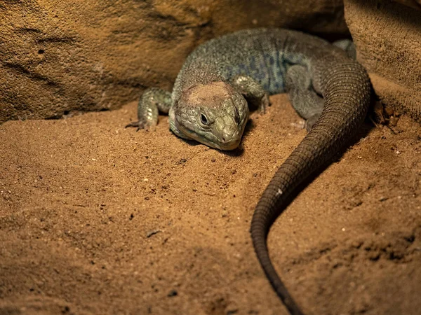 Ocellated Lizard Timon Lepidus Melegíti Vörös Homok — Stock Fotó