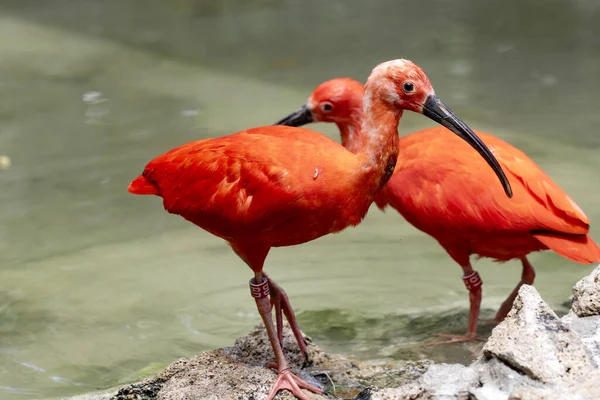 Red Ibis Eudocimus Ruber Coleta Alimentos Água — Fotografia de Stock